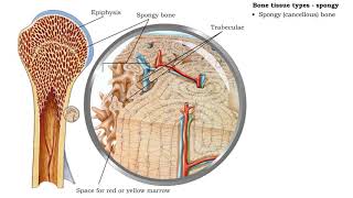 Bone tissue types  compact and spongy [upl. by Lalittah]