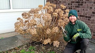 How and When to Prune a Hydrangea [upl. by Remsen]