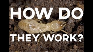 How Do Termite Treatments Work  Suburban Pest Management [upl. by Griz699]