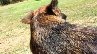 How To deShed your German Shepherd Dog [upl. by Orson577]