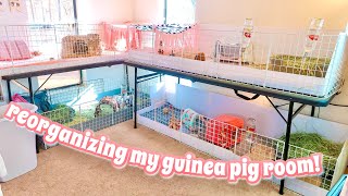 REORGANIZING MY GUINEA PIG ROOM AGAIN [upl. by Hadwin670]