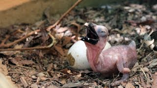 FirstEver Southern Ground Hornbill Chicks [upl. by Ayidah804]