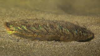 Aphrodita aculeata Polychaete worm Sea Mouse Seemaus Night Dive [upl. by Nerej]