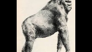 Gigantopithecus blacki Extinct Giant Ape Largest Primate to Walk the Earth [upl. by Blackmore]