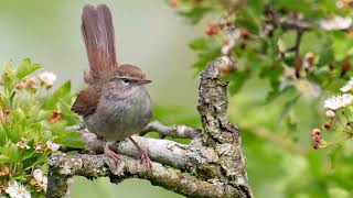 SeasonalSnippet Cettis warbler [upl. by Xanthe]