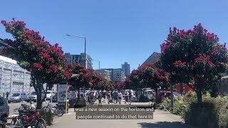 Pōhutukawa The New Zealand Christmas tree [upl. by Lindsley]