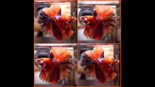 Betta Fish Fancy NEMO TIGER GALAXY KOI Rosetail HM Male J412 [upl. by Eelahs]