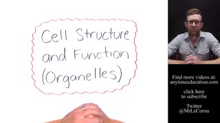 Cell Structure and Function  Organelles [upl. by Celtic]