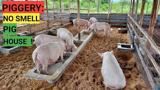 How To Make No Smell PIG HOUSE  IMO PROCESS [upl. by Gotthelf]