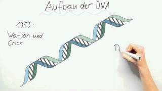 Aufbau der DNA  Biologie  Genetik [upl. by Bakeman]