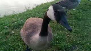 Friendly Canada Goose Talking to Me 07212014 [upl. by Wehttam]