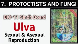 Ulva  Asexual and Sexual Reproduction  bio class 11 [upl. by Carmelina]