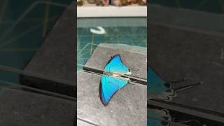 Preserving a dead butterfly from the Neotropical region Commonly called the Sky Blue Hairstreak [upl. by Ainotal]