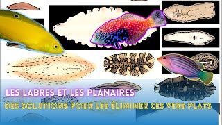 Les Labres comment les utiliser pour neutraliser les planaires de votre aquarium récifal [upl. by Inail]