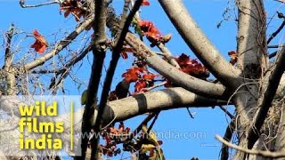 Bombax ceiba or Semal Tree [upl. by Aunson386]