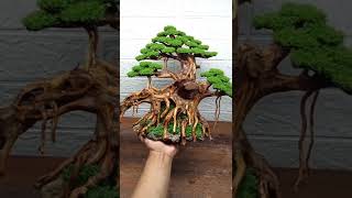 Heres How To Install Moss In Bonsai Aquascape [upl. by Virg945]