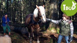 Pferdestärken Folge 12  Tiere bis unters Dach [upl. by Welcher]