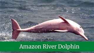 Amazon River Dolphin  Amazon Pink River Dolphin Facts  Amazon River Dolphin Habitat [upl. by Akienom]