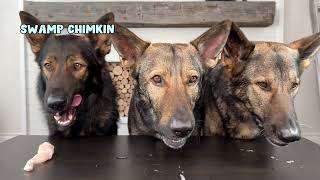 German Shepherds Review Food ASMR [upl. by Battista]