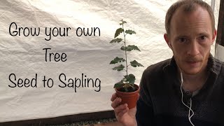 Growing Birch trees from seed to Sapling [upl. by Merill]