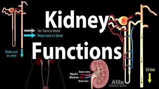 Kidney Homeostatic Functions Animation [upl. by Deer]