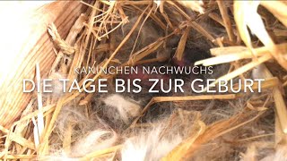 Kaninchen Nachwuchs  Die Vorbereitung der Geburt [upl. by Myrwyn]