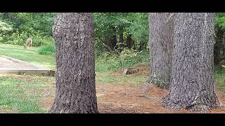 more deer claytor lake state park dublin va [upl. by Kathe]