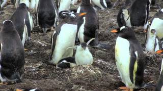 Baby penguin trying to fly [upl. by Utir]