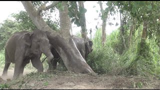 Elephants off their chain for the first time Full HD  ElephantNews [upl. by Cutcliffe]