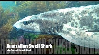 Friendly Swellshark Draughtboard Shark Scuba Melbourne Australia 2015 HD [upl. by Alroy]