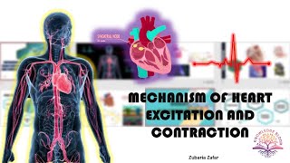 Mechanism of Heart Excitation and Contraction  SinoAtrial Node  AV Node  Biology Class 11 [upl. by Camila]