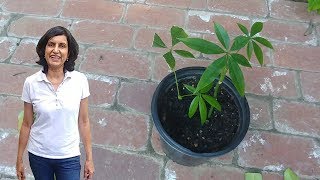 Propagating money tree from cuttings with updates [upl. by Pruter]