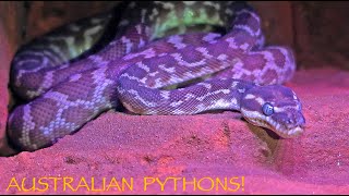 Amazing Australian PYTHONS [upl. by Ahsinak593]