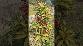 Ardisia crenata plant or Christmas berry youtubeshorts plants flowerlover shorts [upl. by Gudrun]