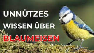 Unnützes Wissen über Blaumeisen [upl. by Bridget119]