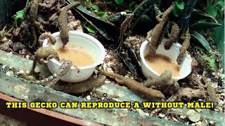 This Gecko Can Reproduce A Without Male [upl. by Mercola336]