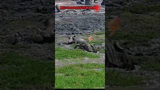 Crocodile vs Warthog trending animals wildlife crocodile warthog wildboarnilecrocodileshorts [upl. by Eseerehs]