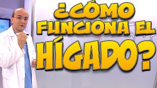 HÍGADO ¿cómo funciona  Cuerpo Humano 09 [upl. by Dunstan663]