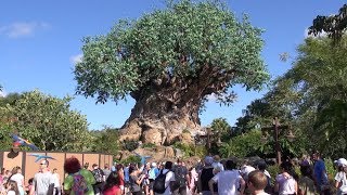 Disneys Animal Kingdom 2019 Tour and Overview Detailed Theme Park Tour Orlando Florida [upl. by Mide365]