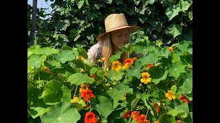 Nasturtium Easy to Grow and Delicious [upl. by Bordie]