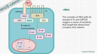 Wnt Signal Pathway [upl. by Hulbig]