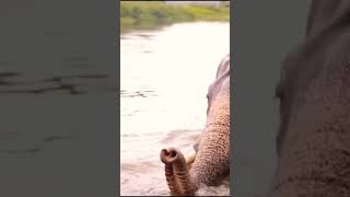 Elephant on River Video [upl. by Amero]