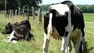 Kackende Kuh  Pooping Cow [upl. by Kendall]