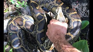 Catching Pythons with a REAL Florida Contractor in the Everglades [upl. by Anrim]