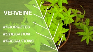 Comment utiliser la verveine   Phytothérapie [upl. by Southworth]