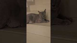 Im Antar Saudi cat shortvideo [upl. by Othe]