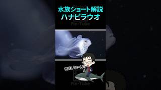 クラゲの毒が効かない？クラゲを住処＆食料にするハナビラウオ 水族館 水族ショート解説 サメ社会学 [upl. by Abert]