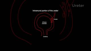 Intramural Ureter Anatomy Functional Significance shorts anatomy [upl. by Luoar983]