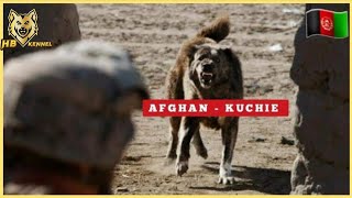 Afghan Kuchi  Aboriginal Shepherd Of Afghanistan 🇦🇫 [upl. by Jereld539]