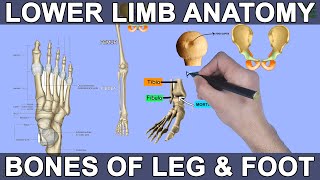 Lower Limb Anatomy  Bones and Joints [upl. by Lodie694]